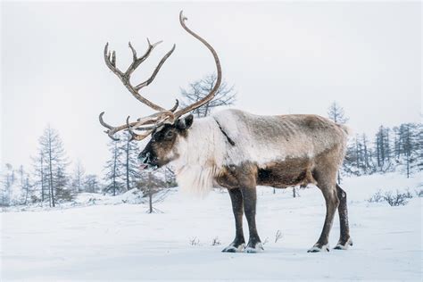 Wild Kamchatka Visiting Russias Nomadic Reindeer Herders • Expert