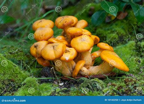 Wild Orange Mushrooms Stock Photo - Image: 10142250