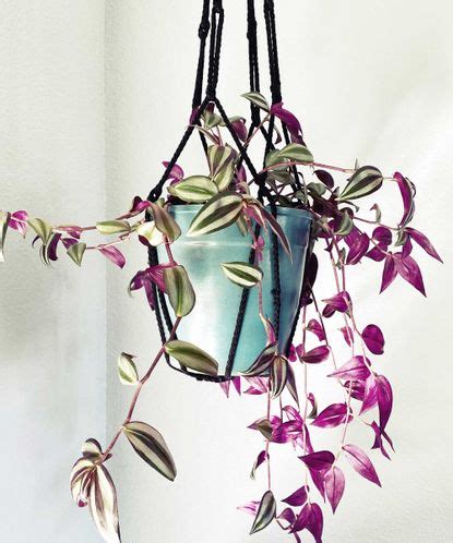 Best hanging basket houseplants — 10 stunning picks | Real Homes