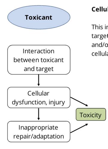 Phar Module Mechanisms Of Toxicity Flashcards Quizlet