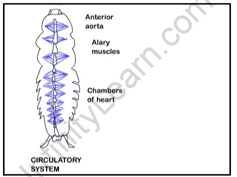 Circulatory System of Cockroach Archives - Infinity Learn