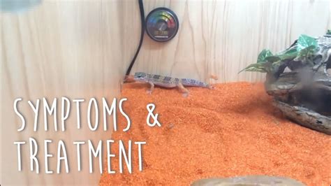 Symptoms And Treatment Of Sand Impaction In Leopard Geckos Youtube