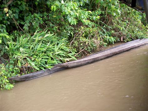 Amazon Divas Rio Napo River