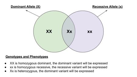 Create The Venn Diagram Of Dominate Vs Recessive Homework Study