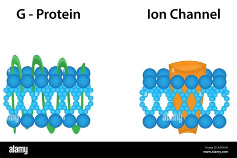 G Protein and Ion Channel Stock Vector Image & Art - Alamy