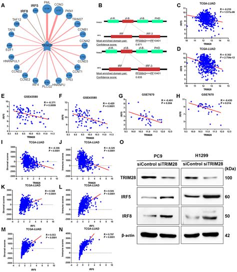 TRIM28 Is A Distinct Prognostic Biomarker That Worsens The Tumor Immune