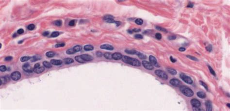 Histologia Tecido Epitelial Flashcards Quizlet