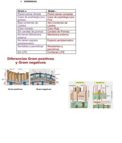 Diferencias Bacterias Gram Positiva Y Negativa Carol Udocz