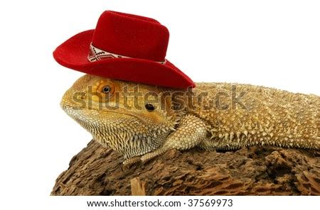 Bearded Dragon Cowboy Hat Stock Photo 37600303 - Shutterstock