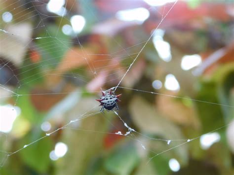 Spinybacked Orbweaver From Cutler Bay Fl Usa On March At