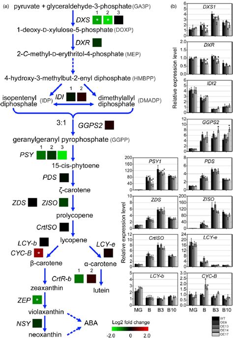 Expression levels of 19 tomato genes related to lycopene/carotenoids ...