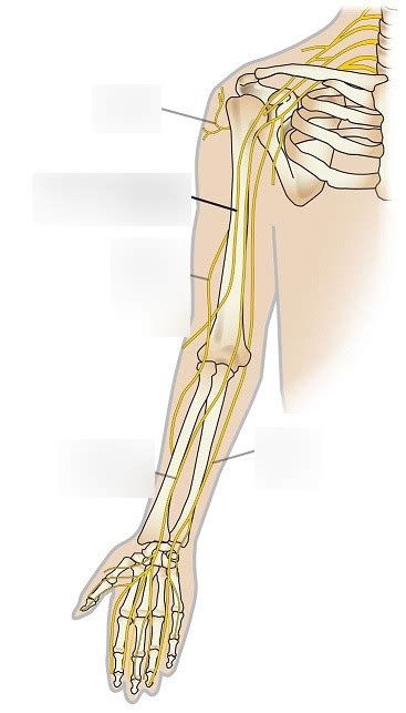 Upper Limb Nerves Diagram Quizlet