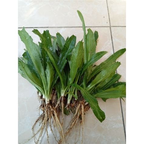 Jual Daun Walang Sangit Atau Walang Geni Segar Gram Shopee Indonesia