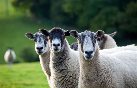 Three Sheep In A Row Focus On The Right Sheep Stock Photo Image Of