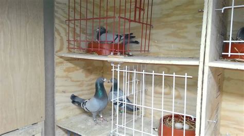 2014 Racing Pigeons Breeders YouTube