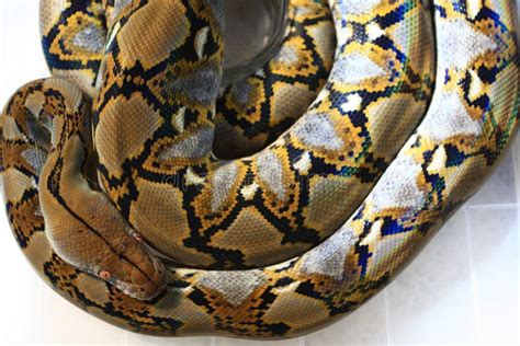 Reticulated Python Python Reticulatus Stock Image - Image of nature ...