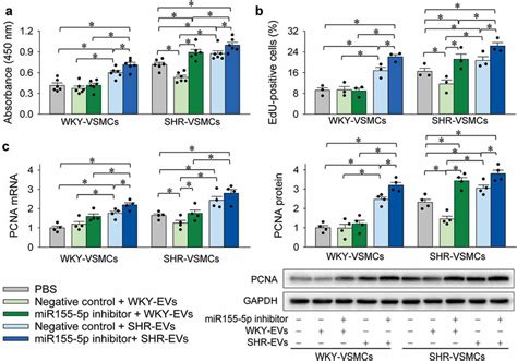 Interaction Of Mir P Inhibitor And Evs On Vsmc Proliferation The