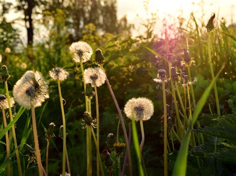 Download Wallpaper Greens Grass The Sun Sunset Foliage Plants