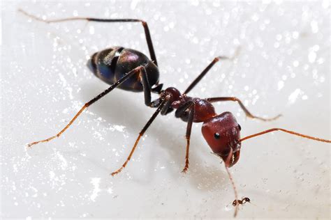 Size difference between two species of ant : r/Damnthatsinteresting