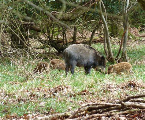 Forest of Dean sightings – Gloucestershire Naturalists' Society