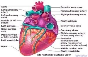 human heart chambers | Anatomy System - Human Body Anatomy diagram and ...