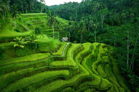 Tempat Wisata Di Gianyar Bali Yang Wajib Dikunjungi