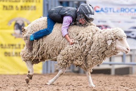 Mutton Bustin July 27 DC Fair Rodeo