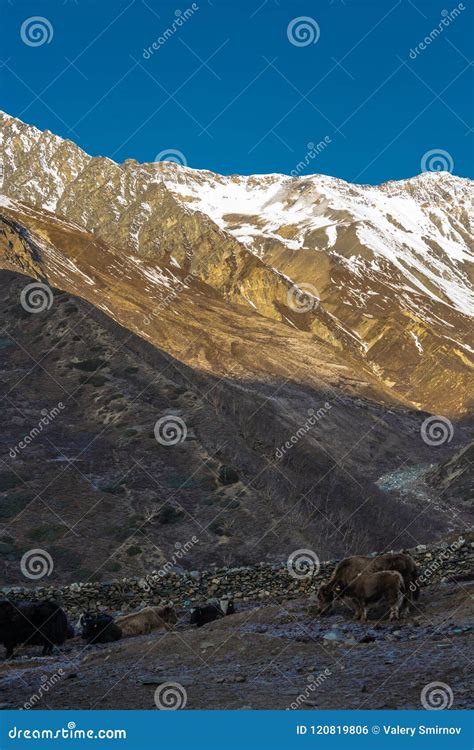 Yak In Den Himalajabergen Nepal Stockfoto Bild Von Wild Hupe