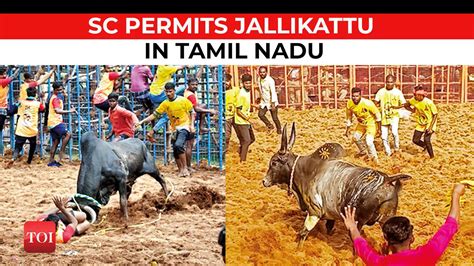 Supreme Court Upholds Validity Of Tamil Nadus Traditional Bull Taming