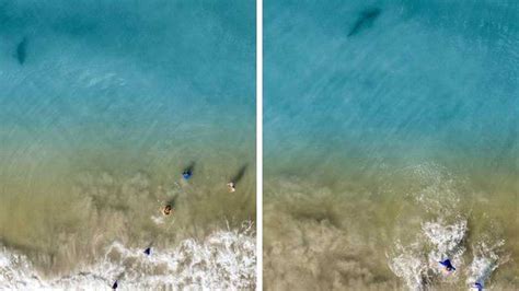 Dads Drone Cam Spots Shark Swimming Near His Children