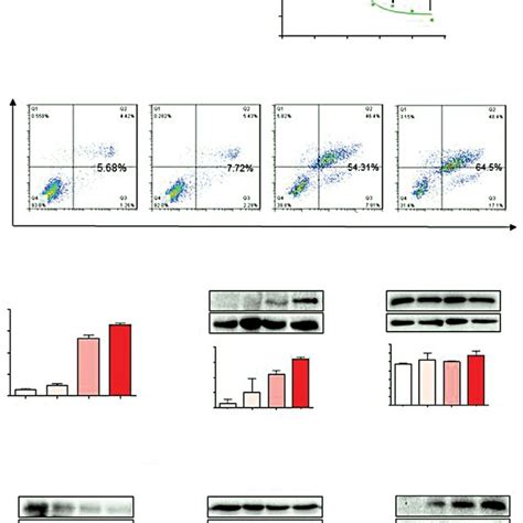 Wz35 Inhibits Cell Growth And Induces Apoptosis In H1975 Cells A