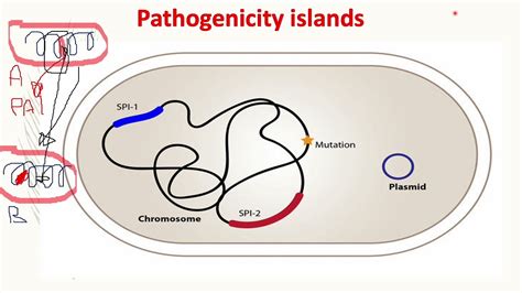 Lecture 14 Pathogenicity Islands Youtube