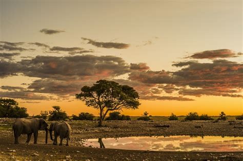 Etosha National Park Africa Photography National Parks Africa Travel