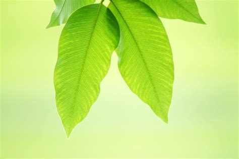 Premium Photo Summer Branch With Fresh Green Leaves