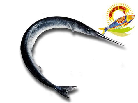 Whole Fish – HHH Distribution LLC