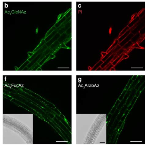 Optical Sections Of 4 Day Old Arabidopsis Seedling Roots Incubated For