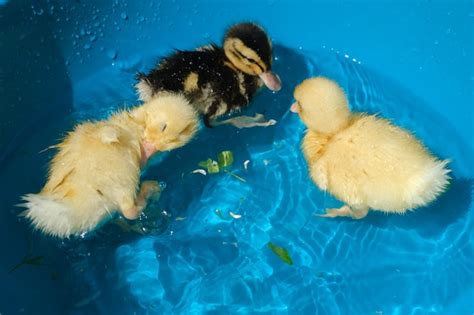 Premium Photo Three Ducklings Splash In A Bowl Of Water On A Sunny