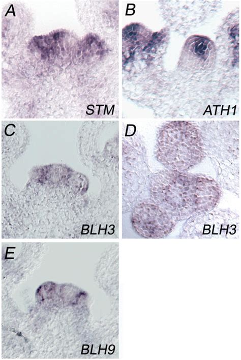 Rna In Situ Hybridization Patterns Of Stm And Partner Protein Genes In