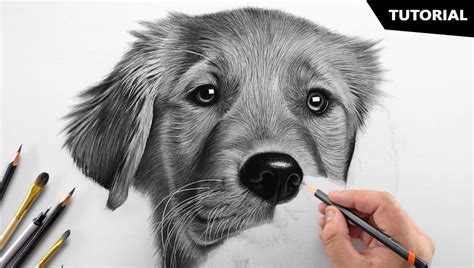 25 Easy Dog Drawing Ideas How To Draw A Dog