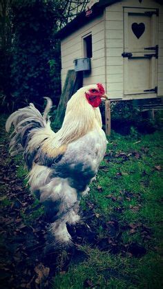 Brahma Chicken, Chicken Coloring, Beautiful Chickens, Chicken Breeds ...