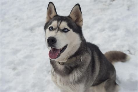 5 Curiosas Razas De Perros Que Parecen Lobos