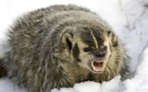 Badger – omnivorous animal | DinoAnimals.com