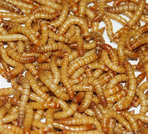 MEALWORMS FARM FRESH HIGH PROTEIN