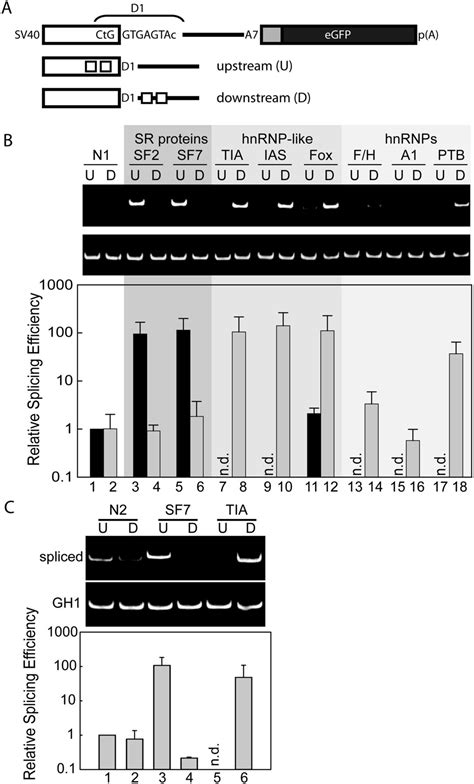 Position Dependent Splicing Activation And Repression By SR And HnRNP