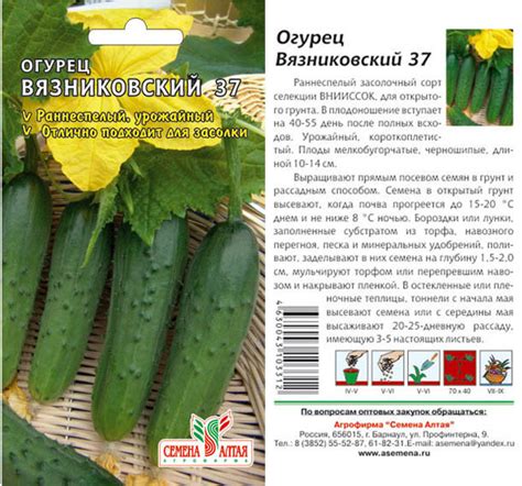 Огурец вязниковский 37: отзывы и фото, характеристика и описание сорта ...