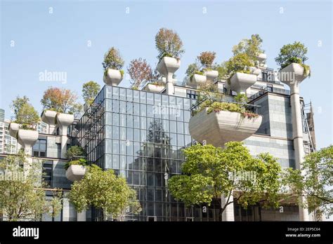 1000 Trees Shanghai China Hi Res Stock Photography And Images Alamy