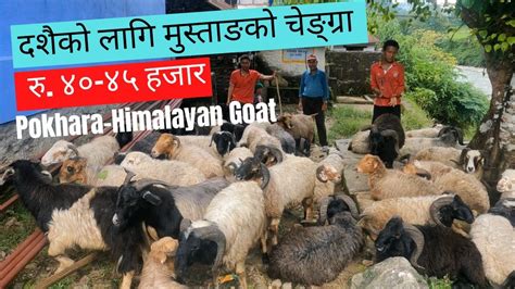 दशक लग मसतङक चङगर पखरम र ४० ४५ हजर Himalayan goat in