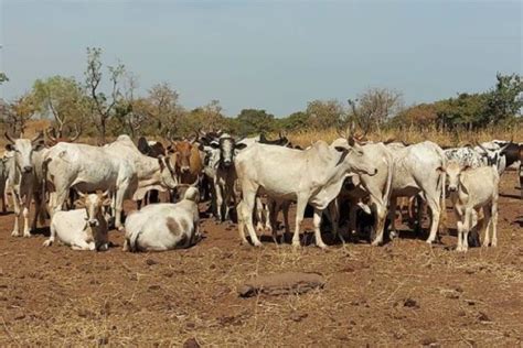 Une Journ E De R Flexion Pour La Bonne Marche De L Levage Pastoral