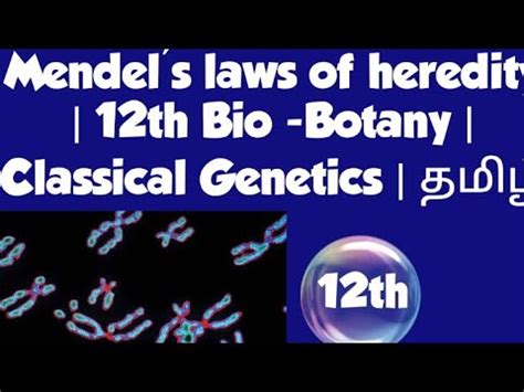 Mendel S Laws Of Heredity Th Bio Botany Classical Genetics