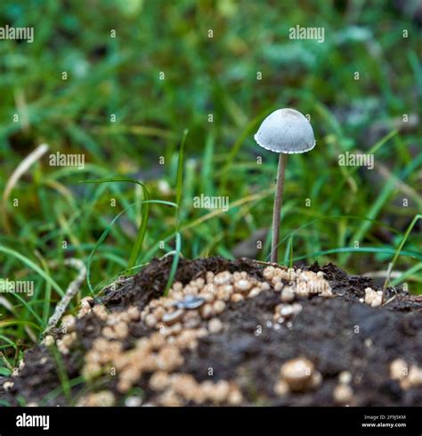 Selective Focus Shot Of A Single Petticoat Mottlegill Panaeolus